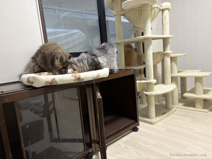 瀧田　恵子(たきだ　けいこ)ブリーダー(大阪府・サイベリアン・KCC登録)の紹介写真2