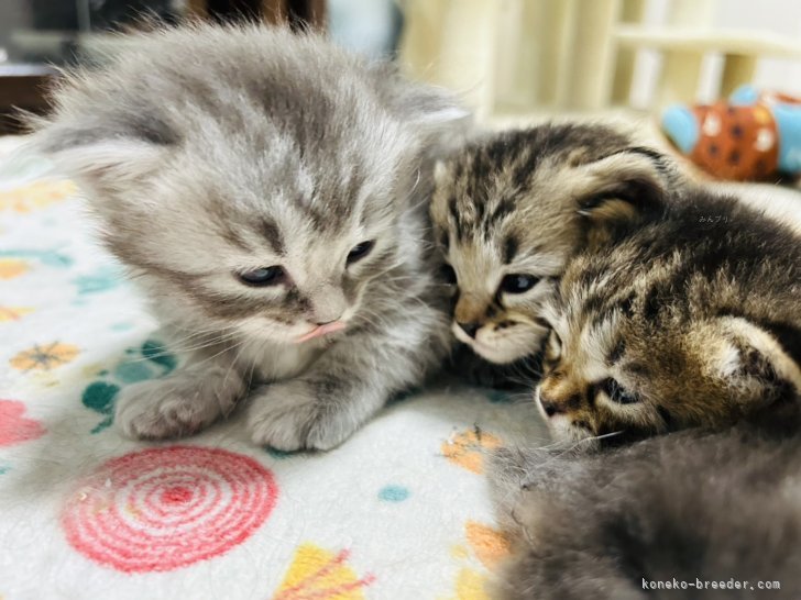 瀧田　恵子(たきだ　けいこ)ブリーダー(大阪府・サイベリアン・KCC登録)の紹介写真7