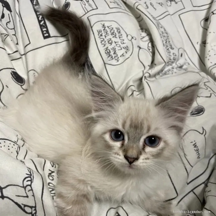 ID:2305-03224の子猫