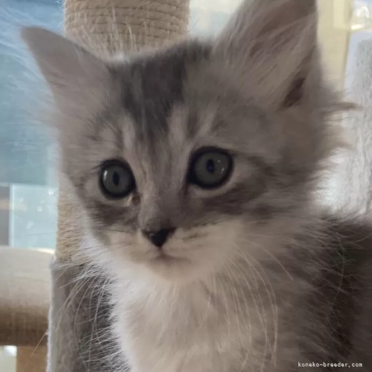 ID：2312-02593の子猫