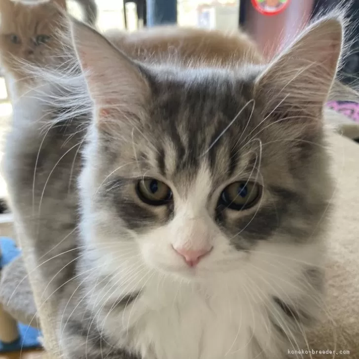 ID:2409-01072の子猫
