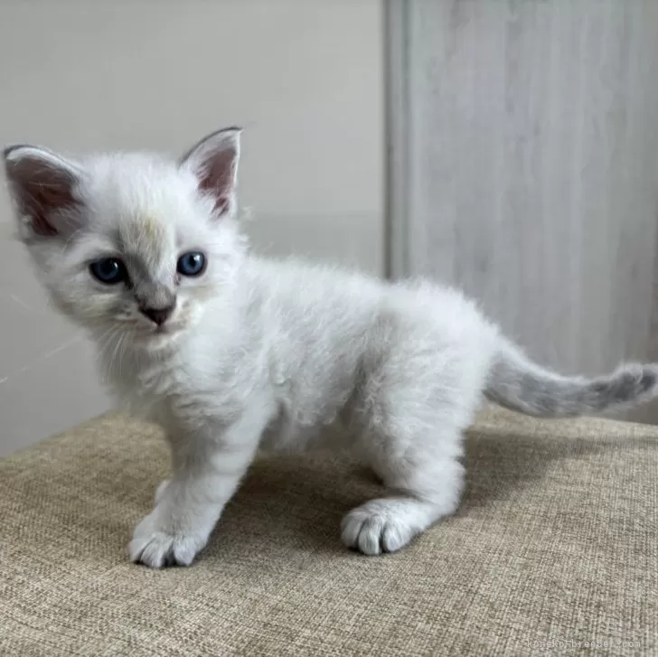 ID：2404-03568の子猫