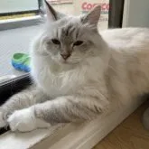 サイベリアン【兵庫県・女の子・2023年3月31日・ブルーリンクスポイント】の写真1「11/12撮影」