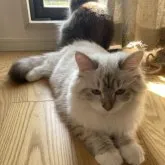 サイベリアン【兵庫県・女の子・2023年3月31日・ブルーリンクスポイント】の写真2「10/12撮影」