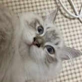 サイベリアン【兵庫県・女の子・2023年3月31日・ブルーリンクスポイント】の写真4「9/1撮影」