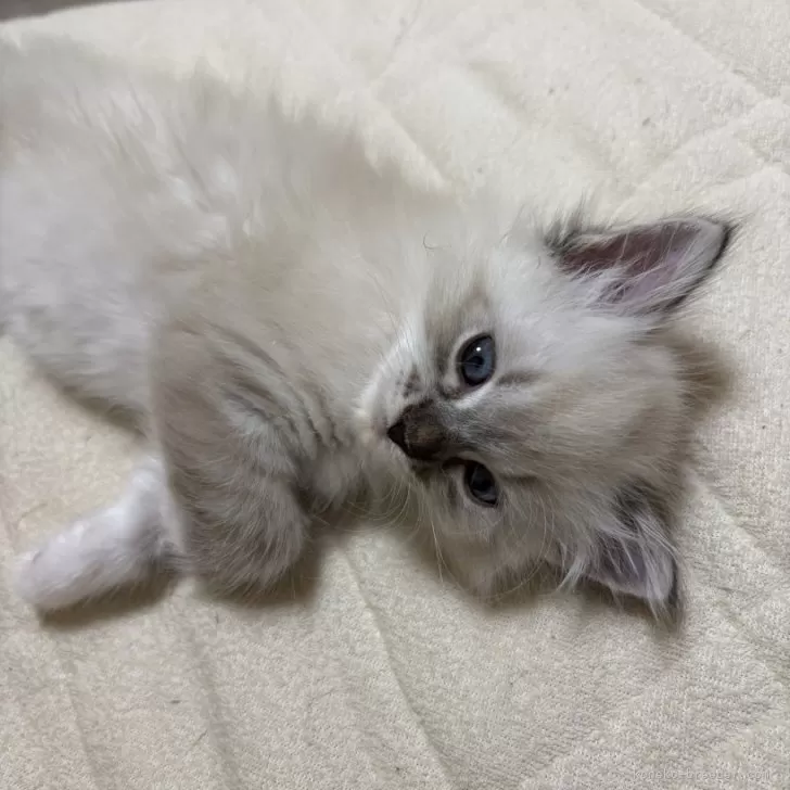 ID:2504-00215の子猫