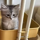 サイベリアン【兵庫県・男の子・2025年1月21日・シルバータビー&ホワイト】の写真1