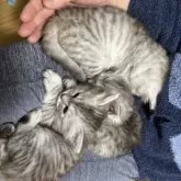 サイベリアン【兵庫県・女の子・2025年1月21日・シルバータビー&ホワイト】の写真6