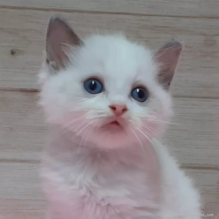 ID：2410-01565の子猫