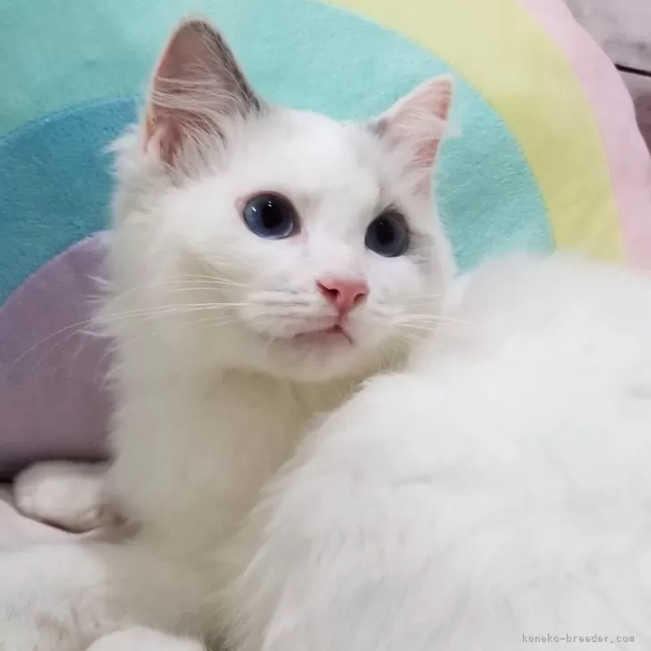 ID:2402-00424の子猫