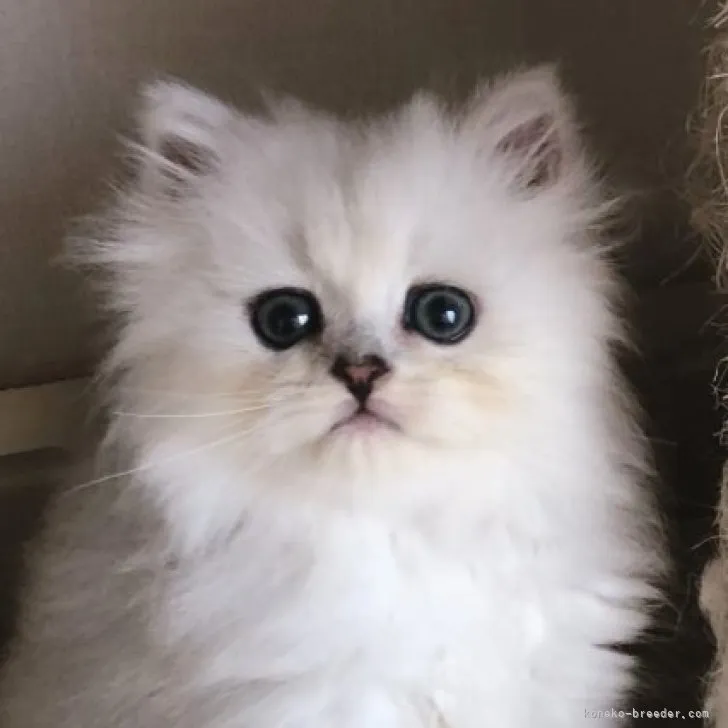 ID:2307-02234の子猫