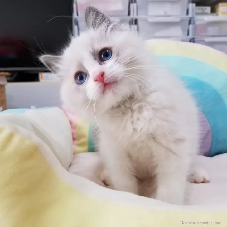 ID：2402-00419の子猫