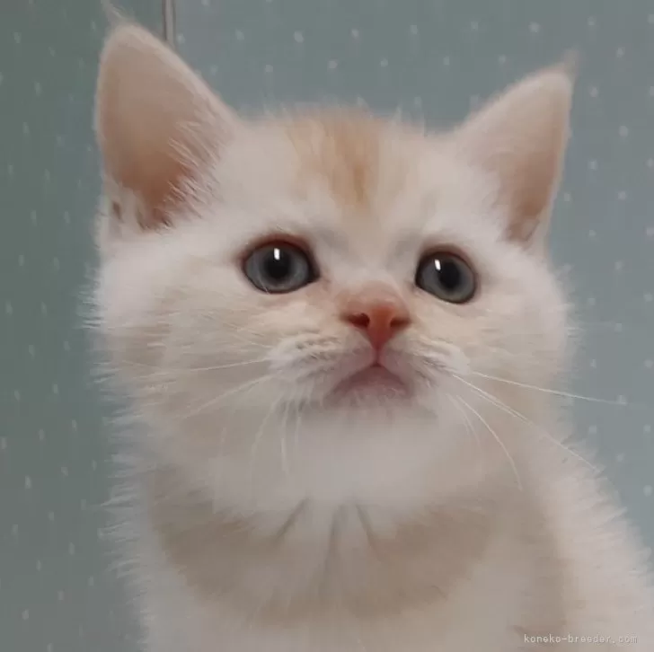 ID:2411-01788の子猫