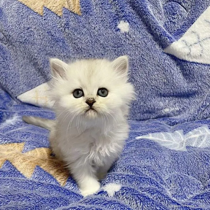 ID：2301-01946の子猫