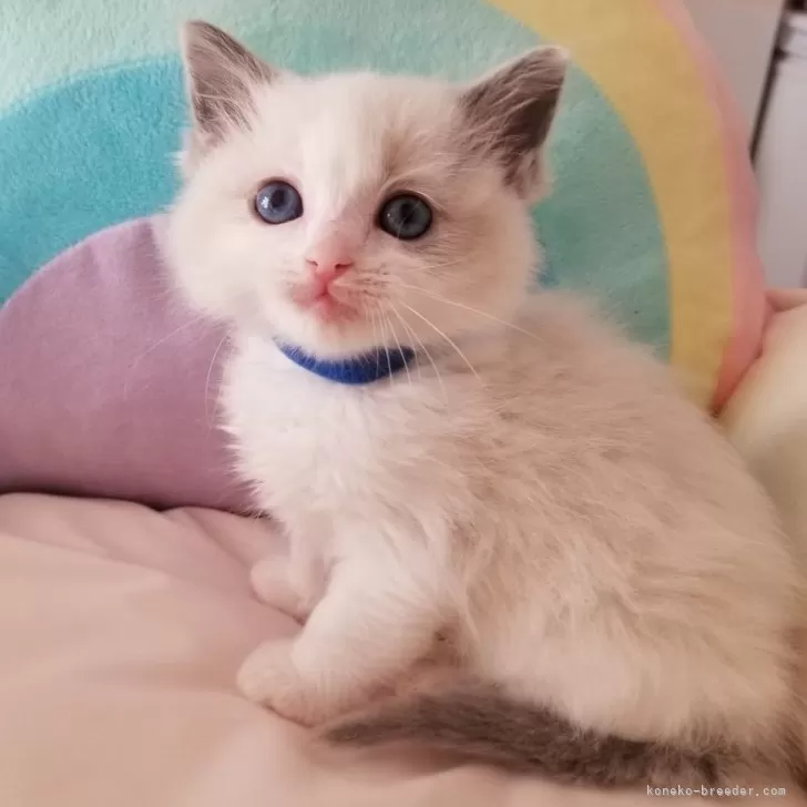 ID：2402-00007の子猫