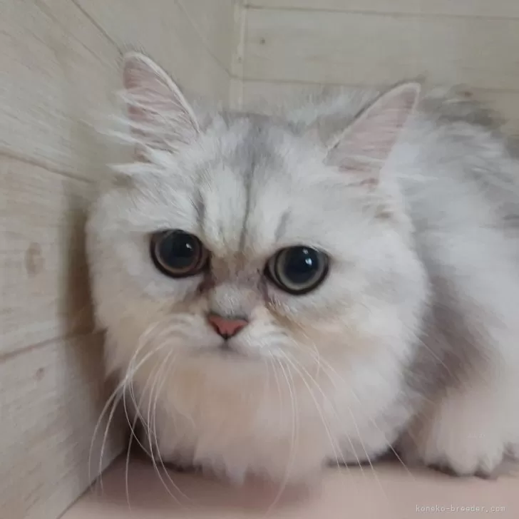 ID：2406-02904の子猫