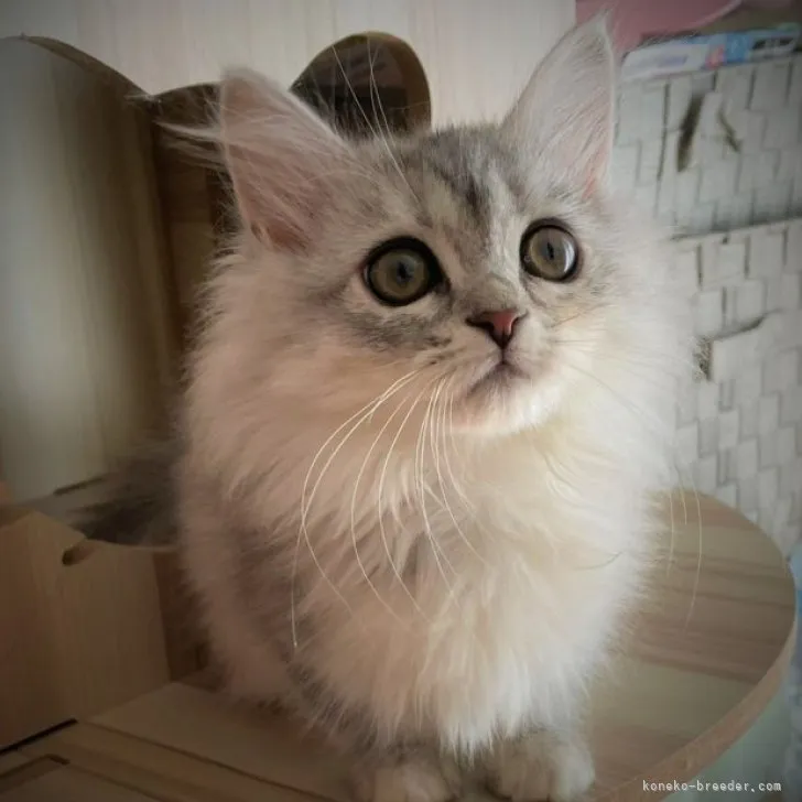 ID:2303-01850の子猫