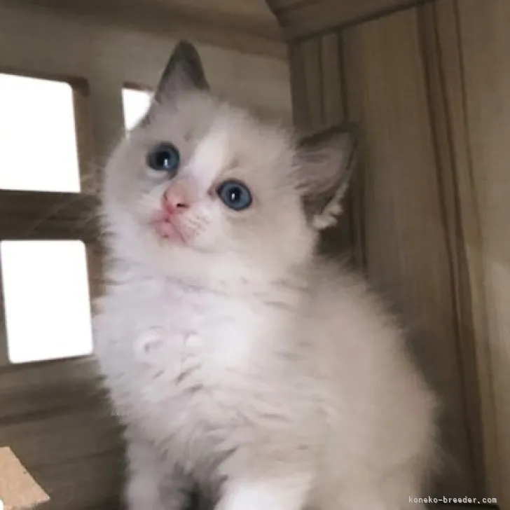 ID:2310-00098の子猫