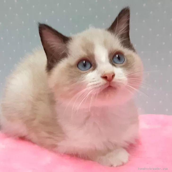 ID:2410-01548の子猫