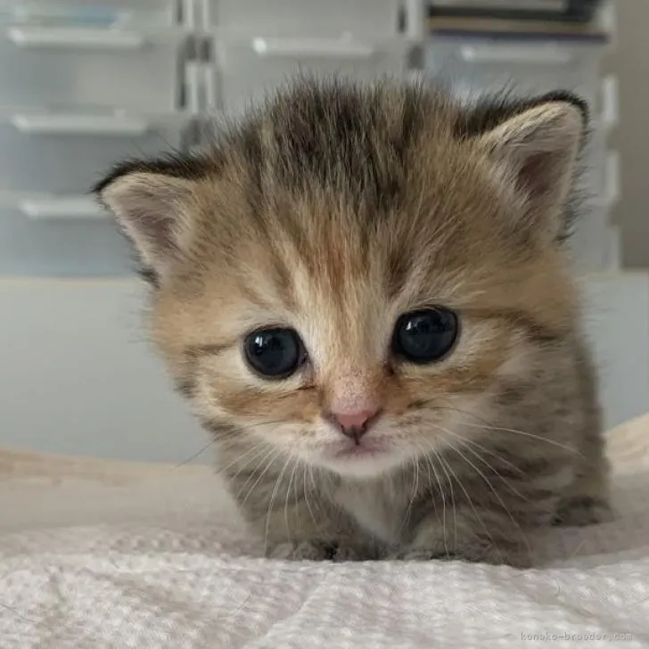ID：2302-02040の子猫