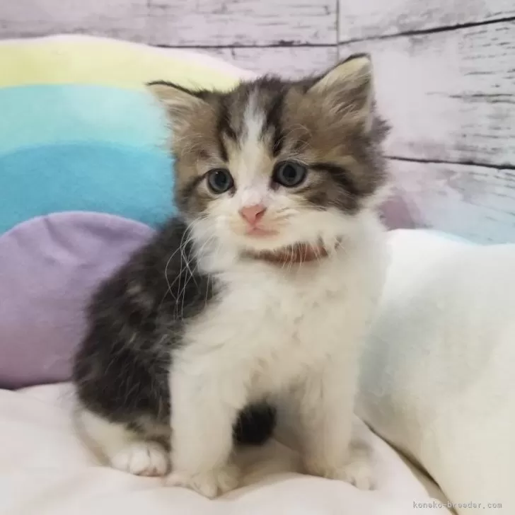 ID:2403-02602の子猫