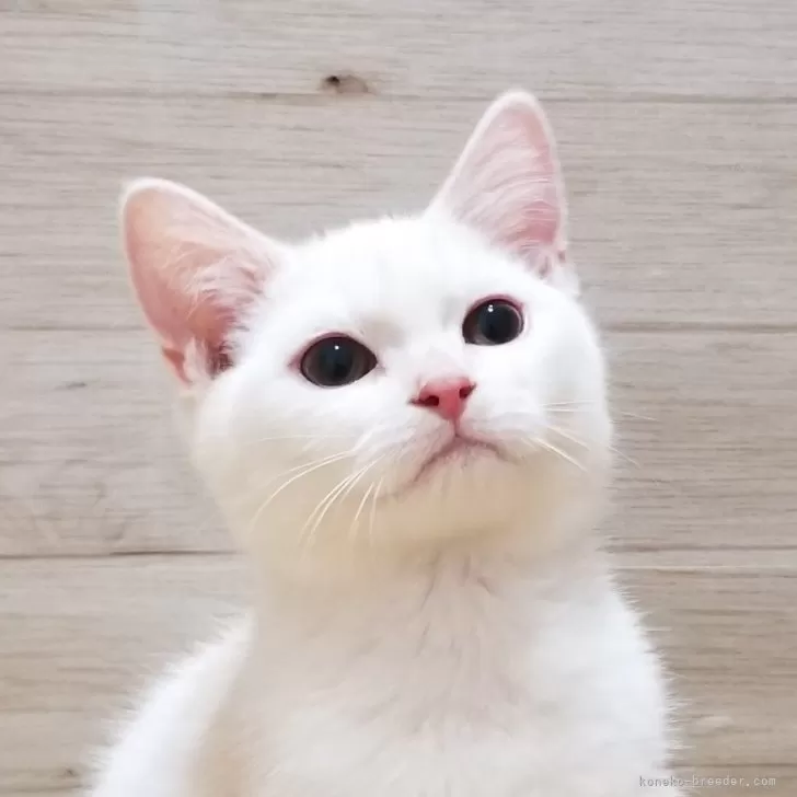 ID:2405-03289の子猫