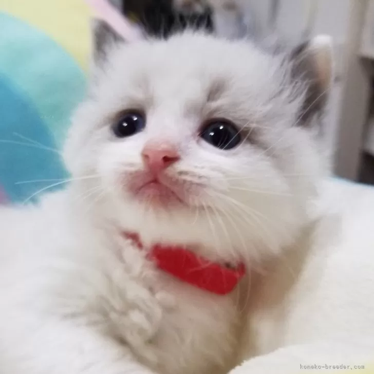ID:2402-00412の子猫