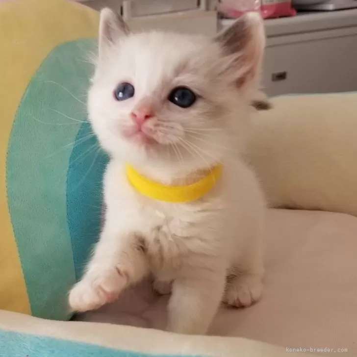 ID：2402-00426の子猫