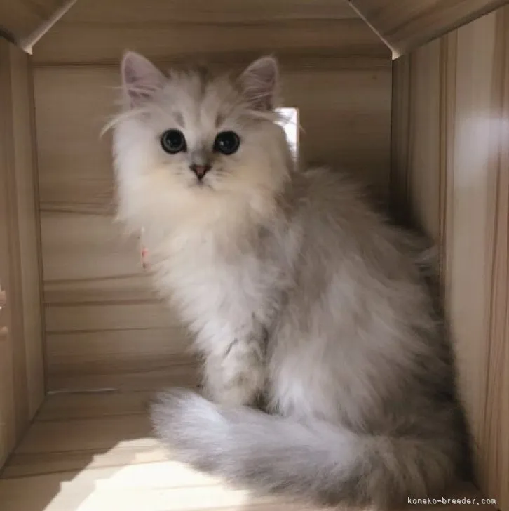ID:2306-02173の子猫