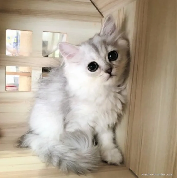 ID：2308-03106の子猫