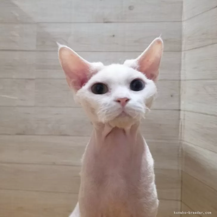 ID：2405-03790の子猫