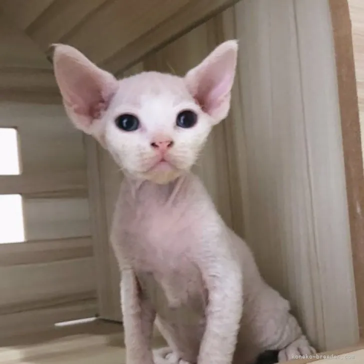 ID：2309-03139の子猫