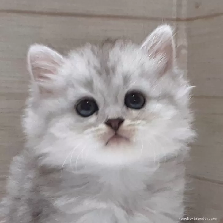 ID：2410-01130の子猫