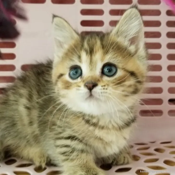 ID:2312-01128の子猫