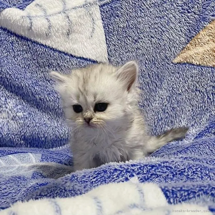 ID:2301-01942の子猫