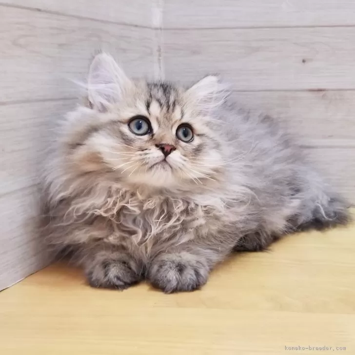 ID:2405-03007の子猫