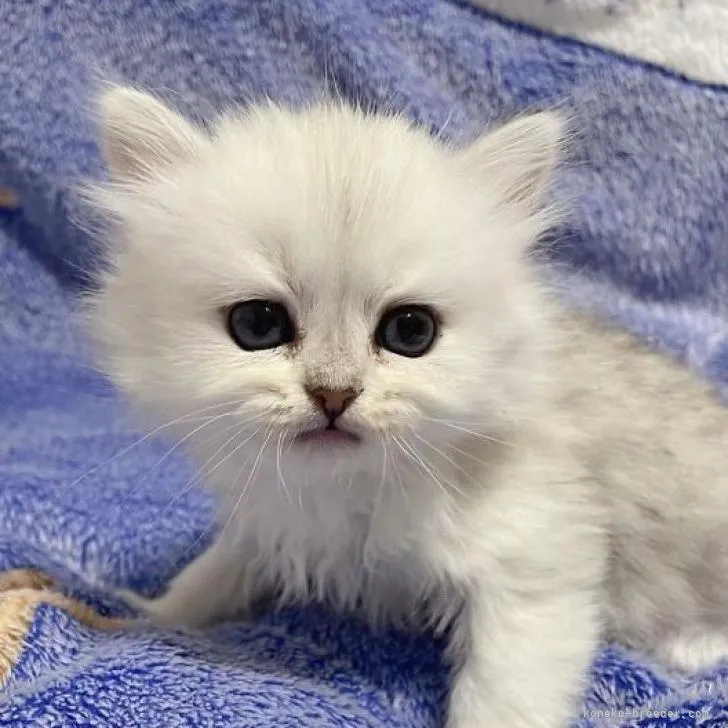 ID:2301-01943の子猫