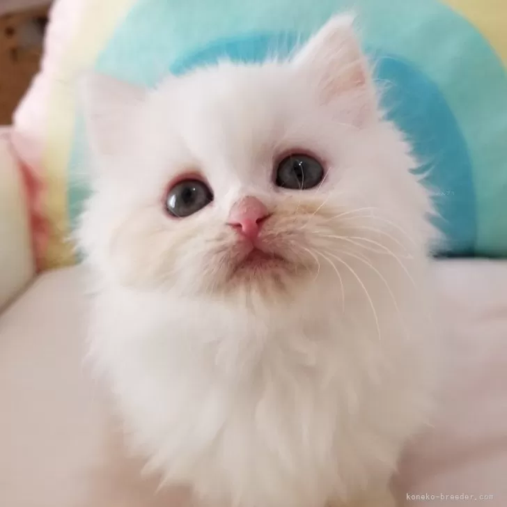ID:2401-00068の子猫