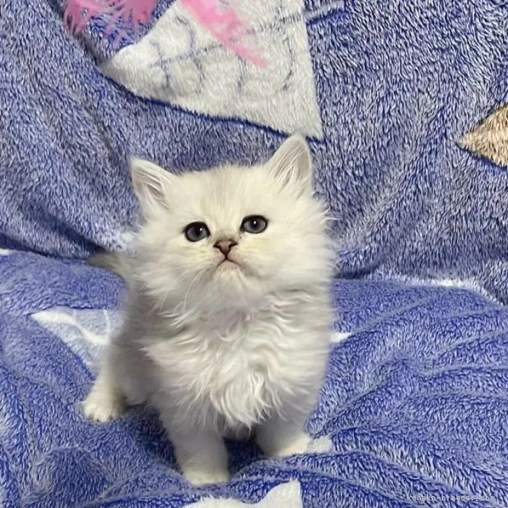 ID:2301-01948の子猫