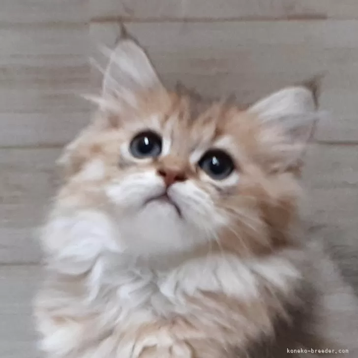 ID：2410-01186の子猫