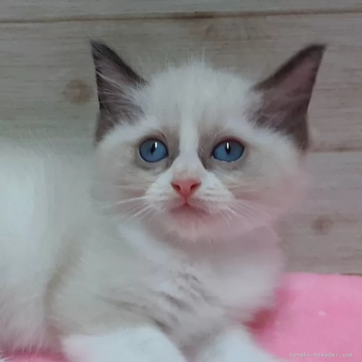 ID:2410-01546の子猫