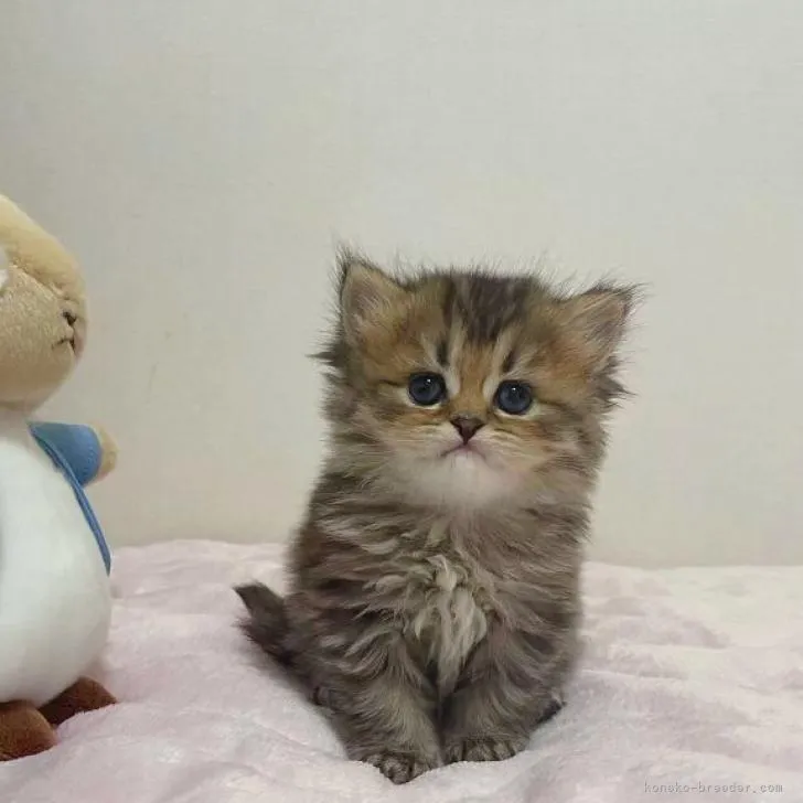 ID：2211-02496の子猫