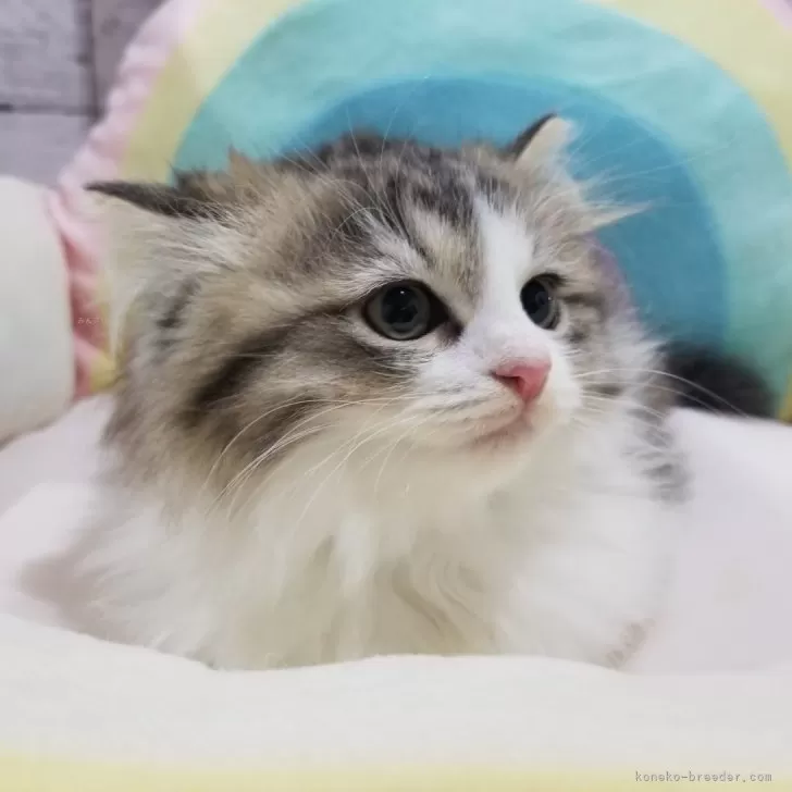 ID：2403-02605の子猫
