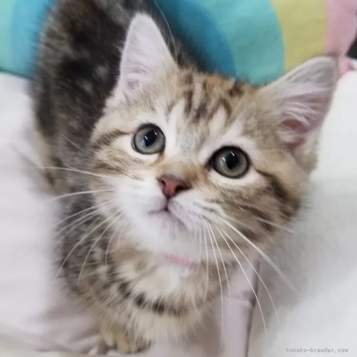 ID:2312-01125の子猫