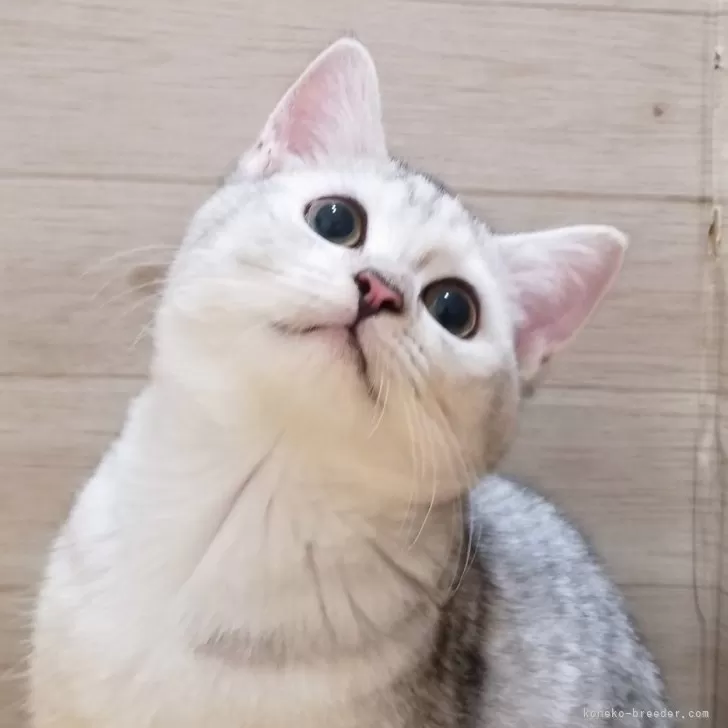 ID:2405-00425の子猫