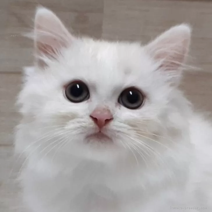 ID:2410-01123の子猫