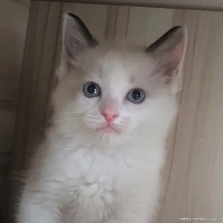 ID：2307-00074の子猫