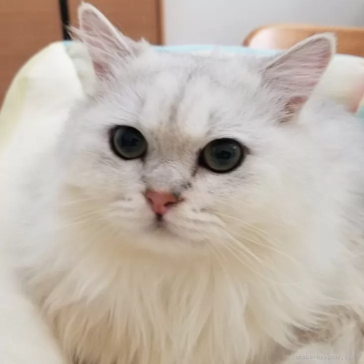 ID：2307-02232の子猫