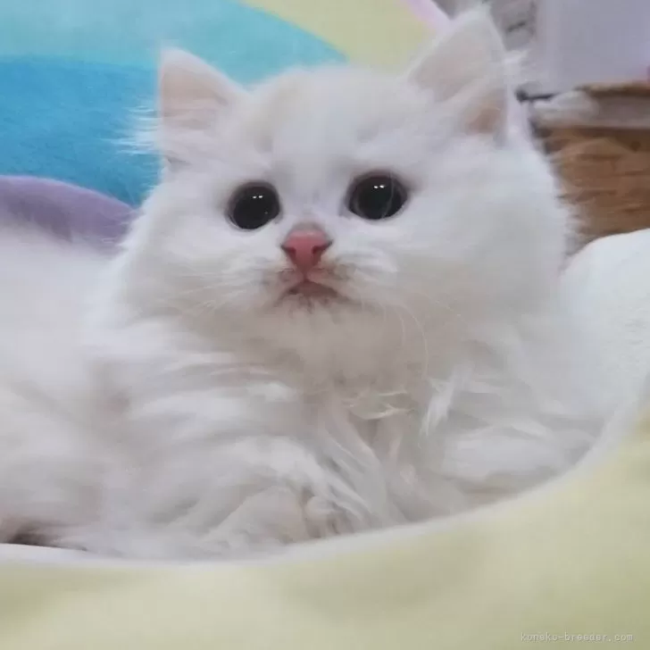 ID：2401-00067の子猫