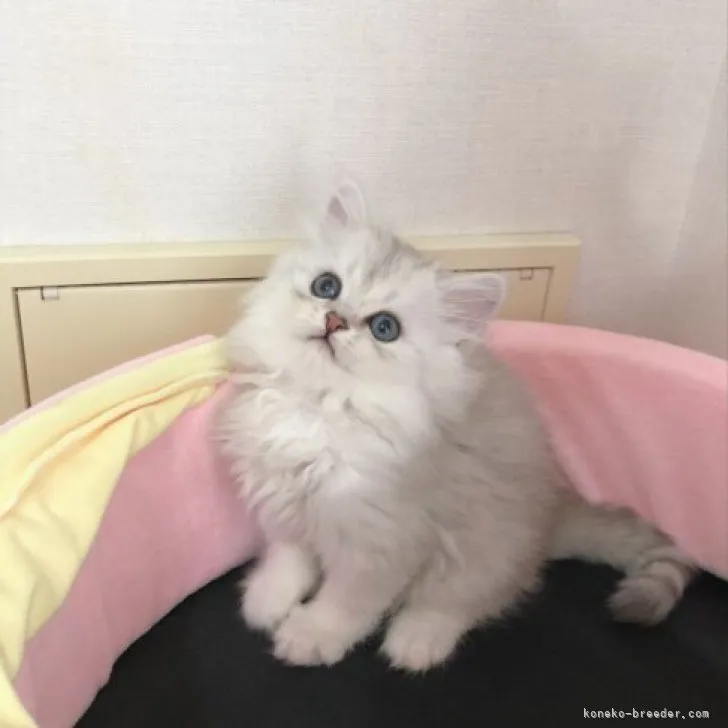 ナッキー 様のお迎えした子猫